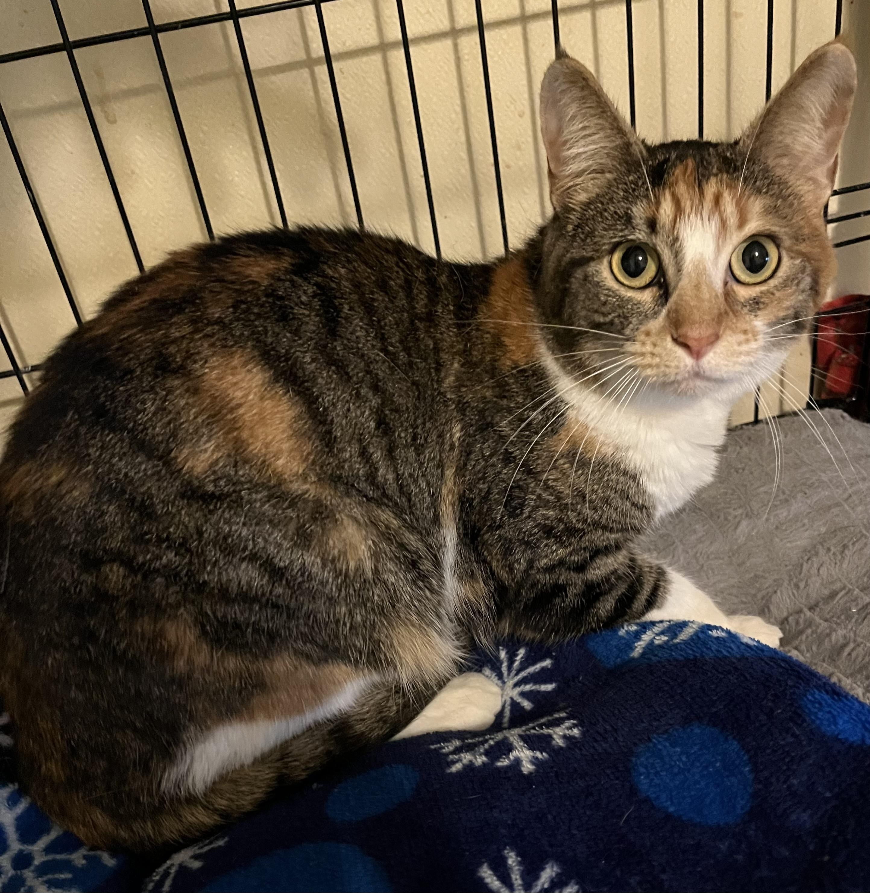 Snookie , a ADOPTABLE Domestic Short Hair in Moline, IL image 1/5