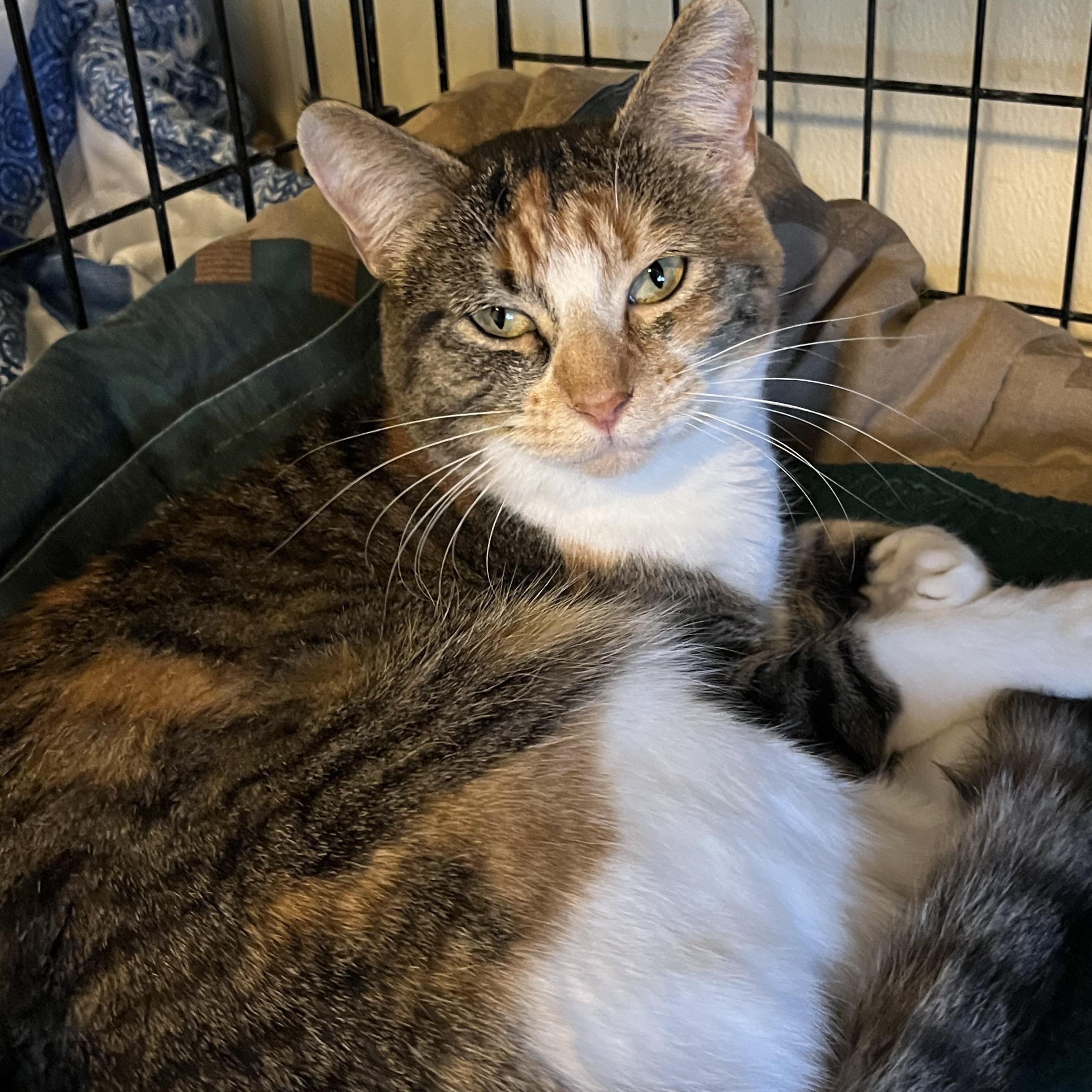Snookie , ADOPTABLE, Adult Female Domestic Short Hair.