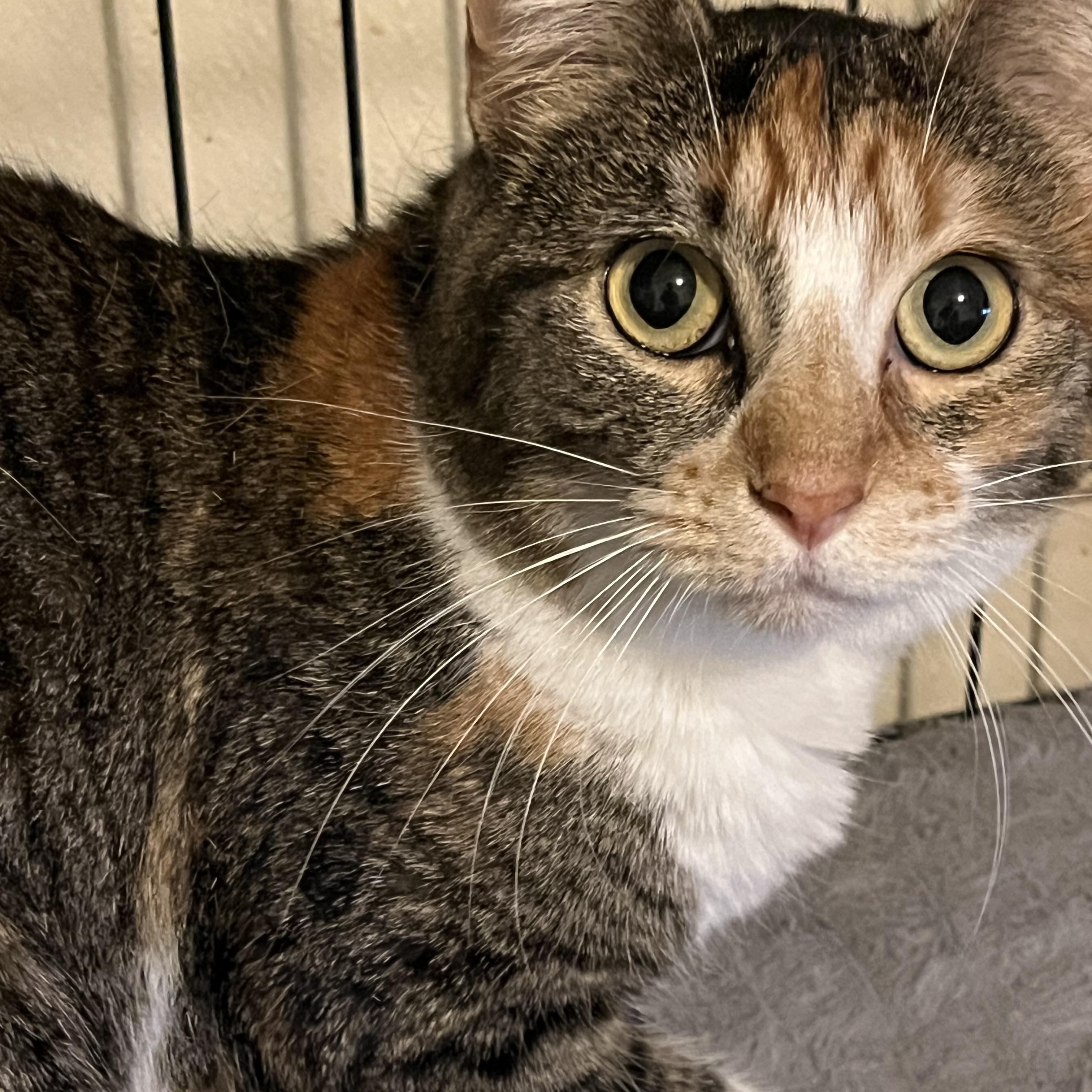 Snookie , a ADOPTABLE Domestic Short Hair in Moline, IL image 3/5
