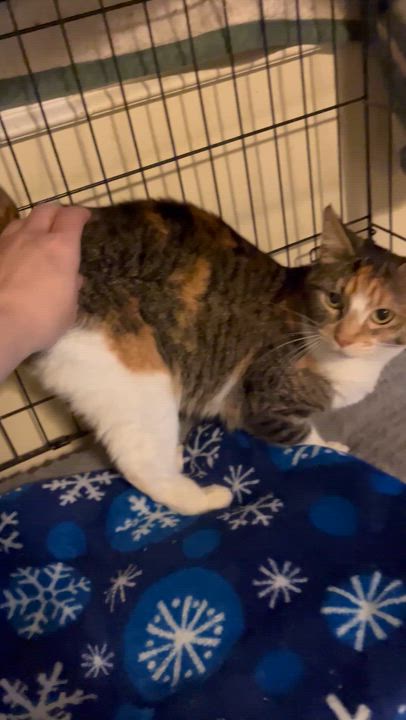 Enlarge Snookie , a ADOPTABLE Domestic Short Hair in Moline, IL video 4/5