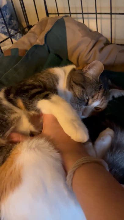 Enlarge Snookie , a ADOPTABLE Domestic Short Hair in Moline, IL video 6/6