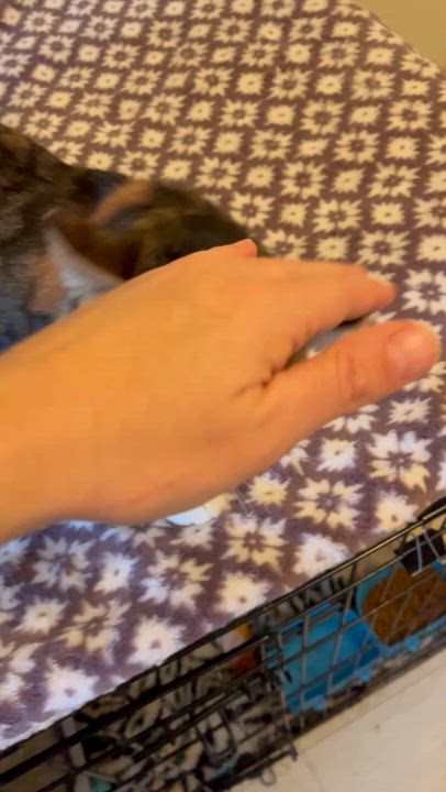 Enlarge Snookie , a ADOPTABLE Domestic Short Hair in Moline, IL video 5/5