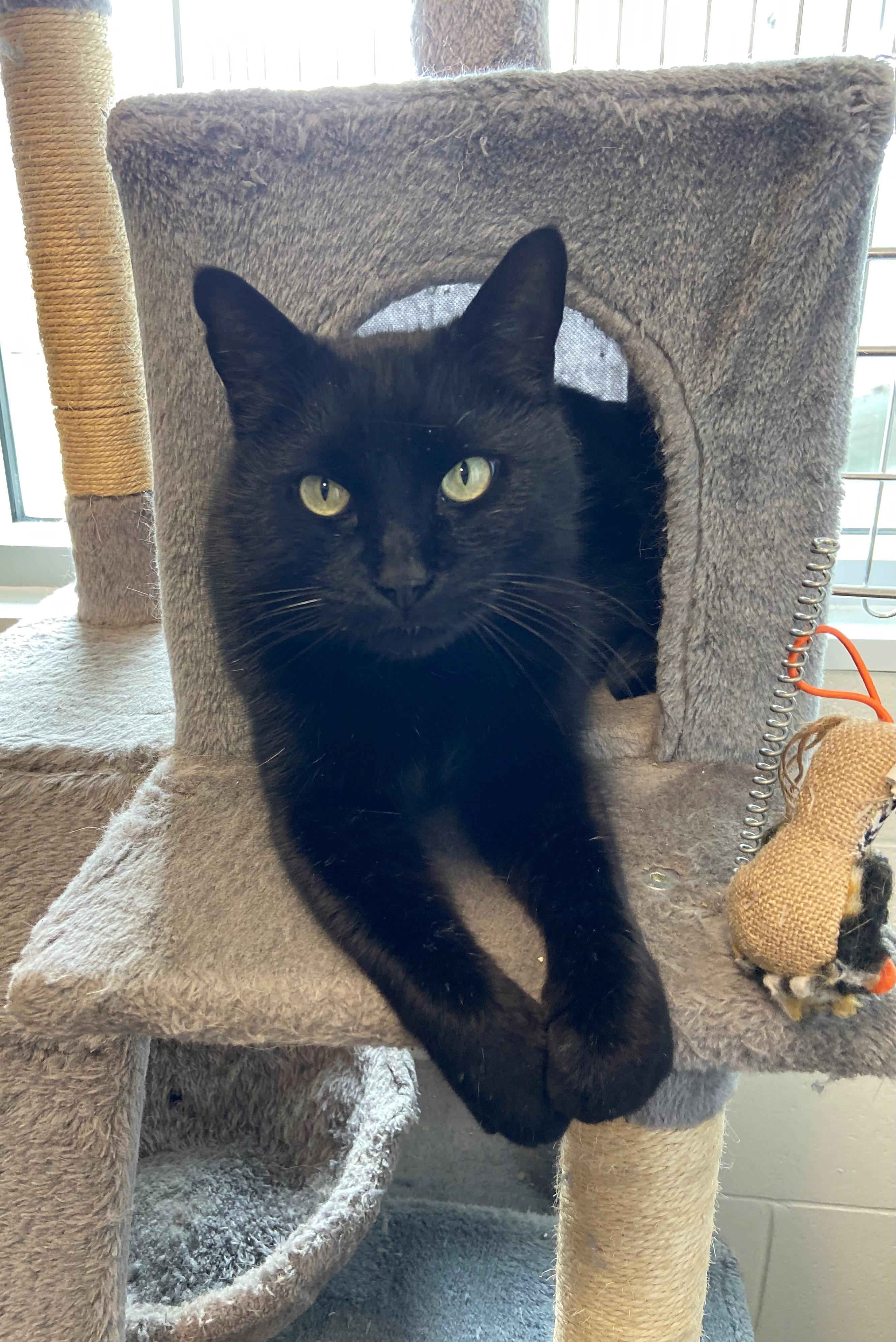 Enlarge Bruce Wayne , a Adoptable Domestic Short Hair in New Westminster, BC image 1/3