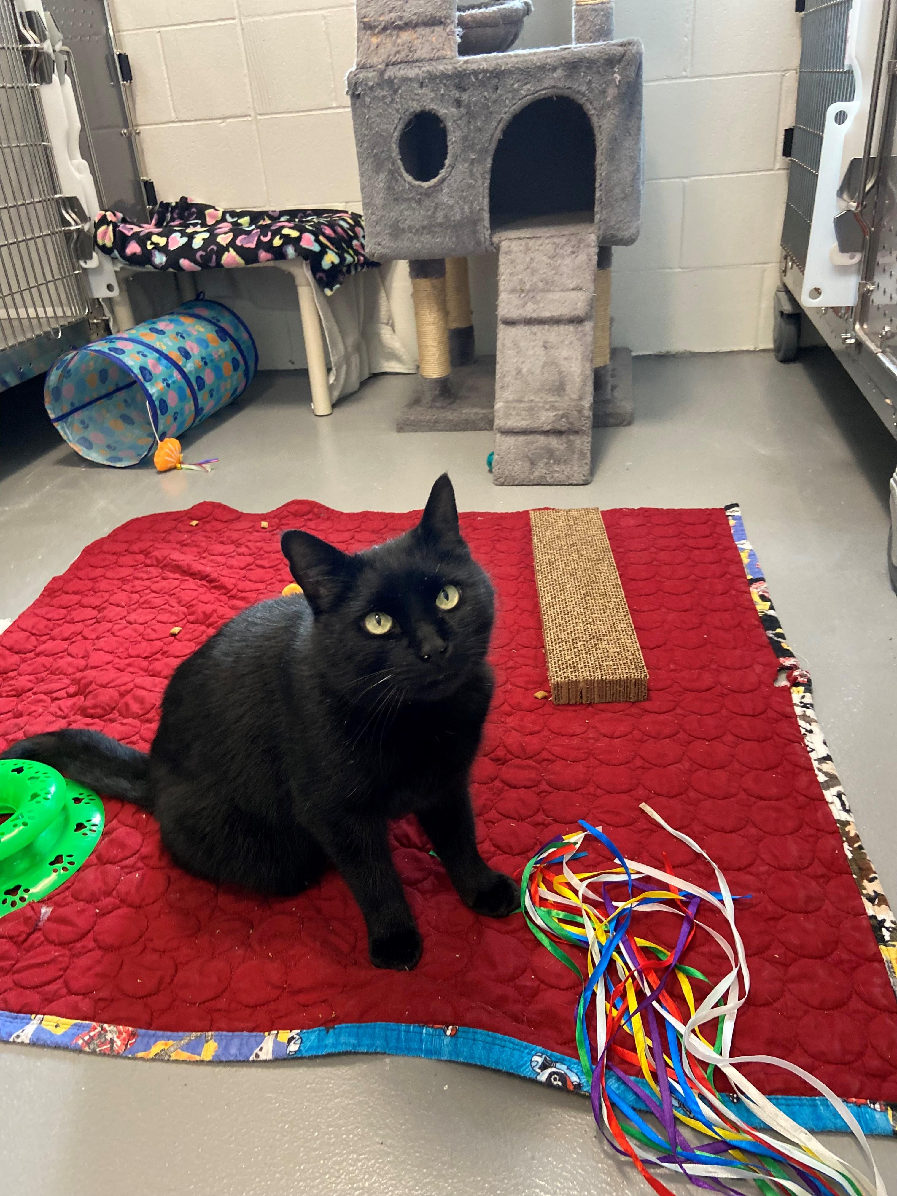 Enlarge Bruce Wayne , a Adoptable Domestic Short Hair in New Westminster, BC image 2/3