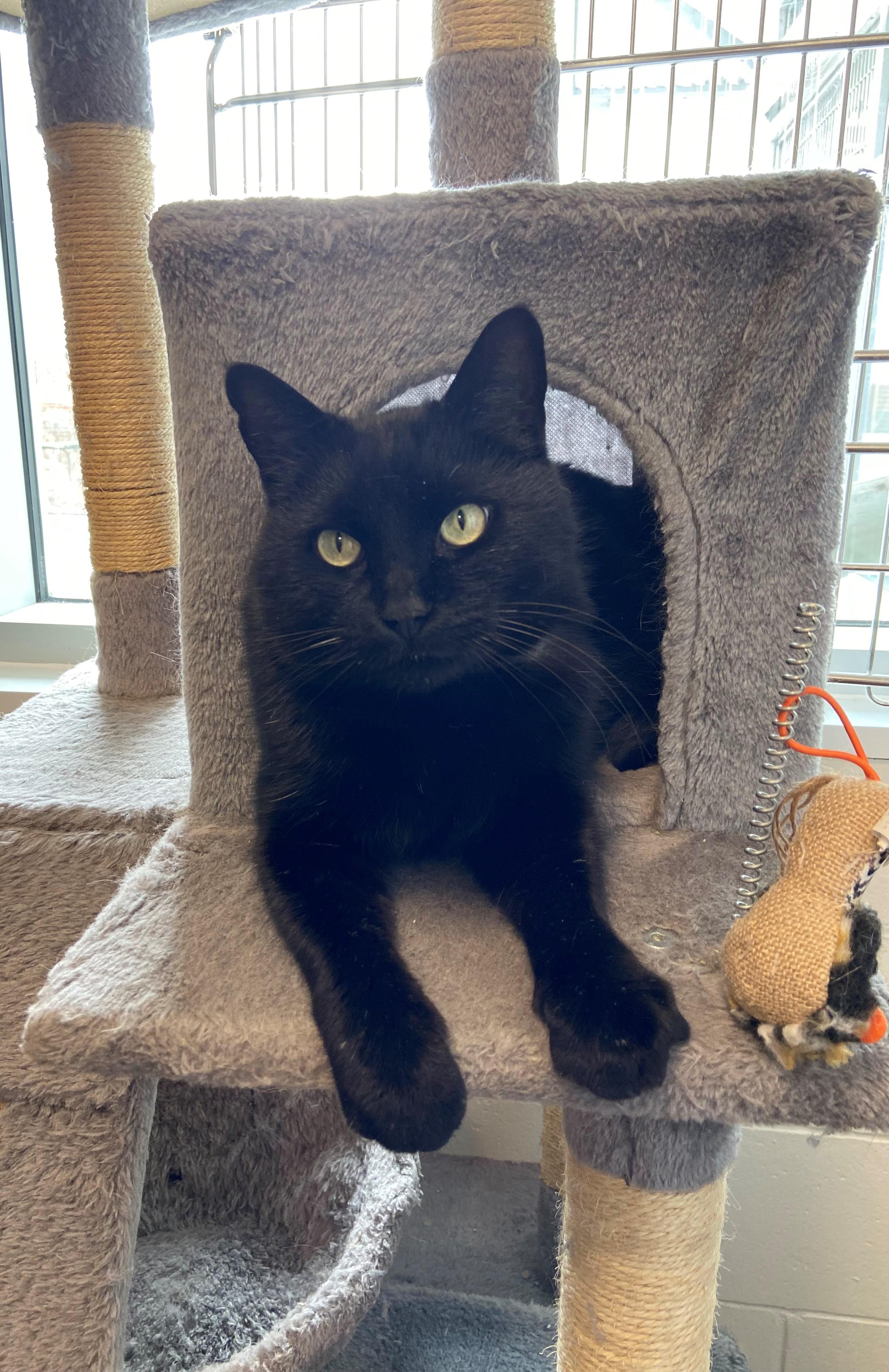 Enlarge Bruce Wayne , a Adoptable Domestic Short Hair in New Westminster, BC image 3/3