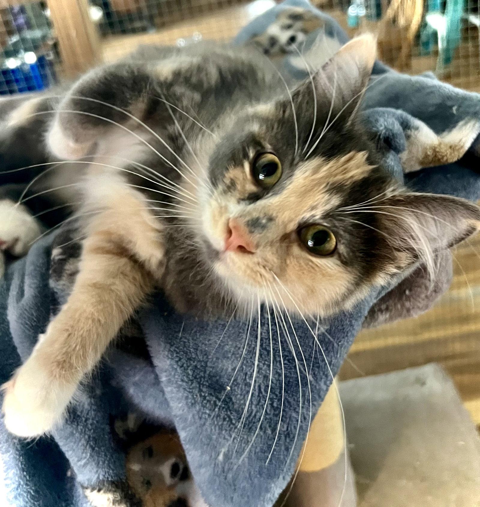 Lillian, Adoptable, Young Female Domestic Medium Hair.