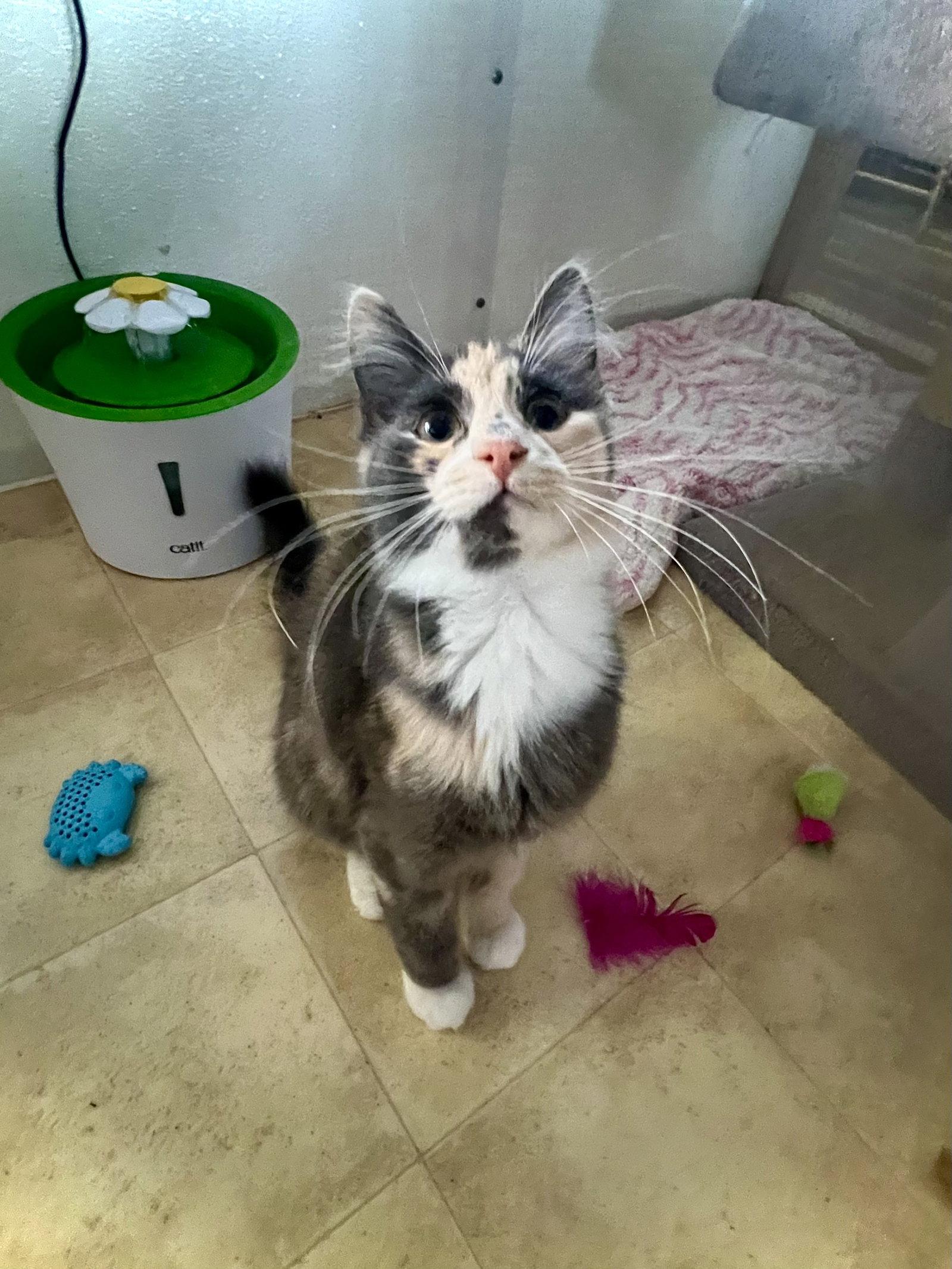 Enlarge Lillian, a Adoptable Domestic Medium Hair in Estherville, IA image 2/2