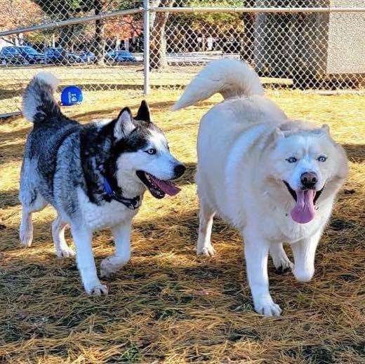 Shiloh, Adoptable, Adult Male Husky.