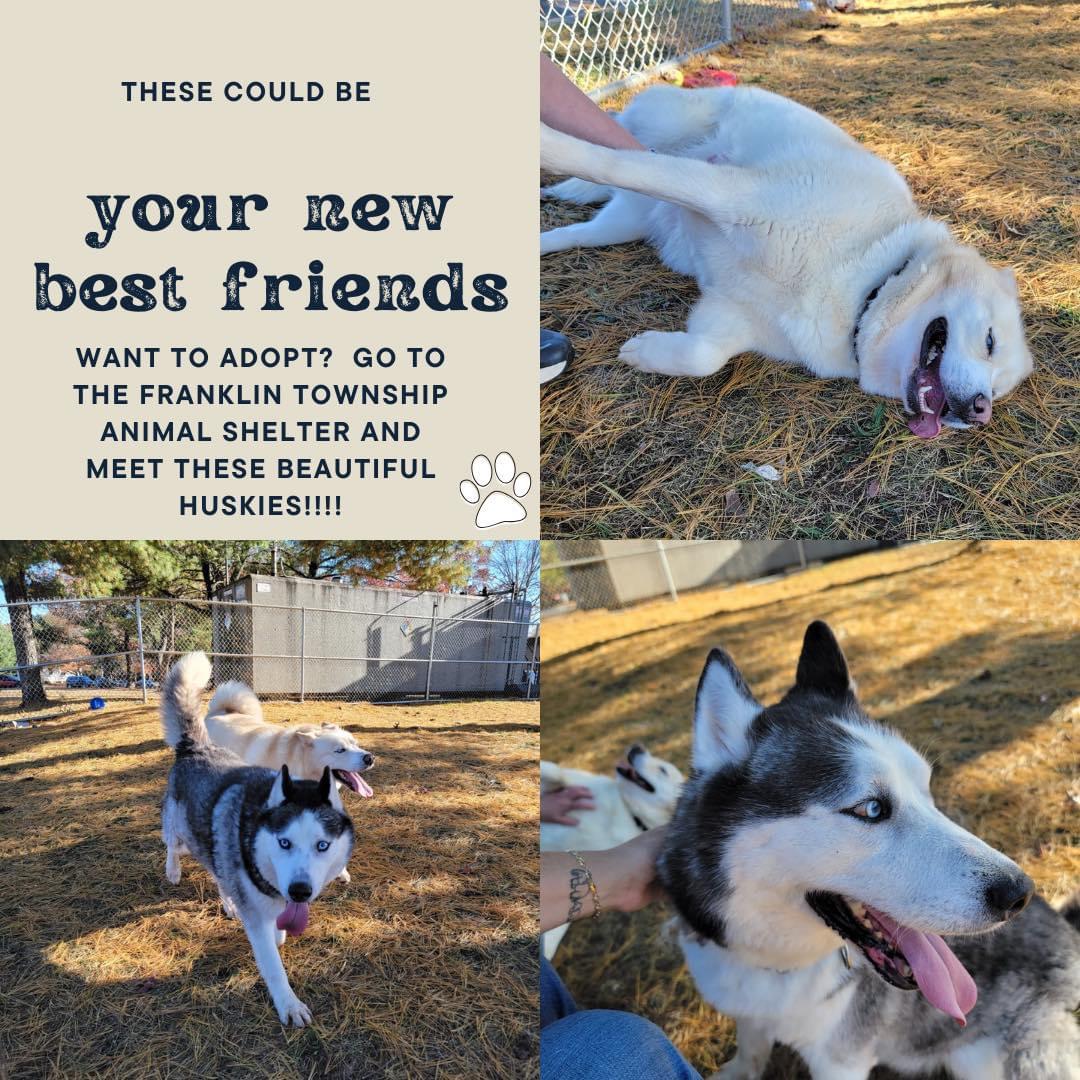 Shiloh, a Adoptable Husky in Somerset, NJ image 3/3