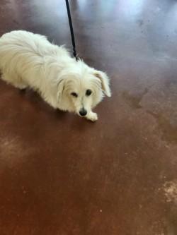 Nola, Adoptable, Adult Female Maltese & Poodle.