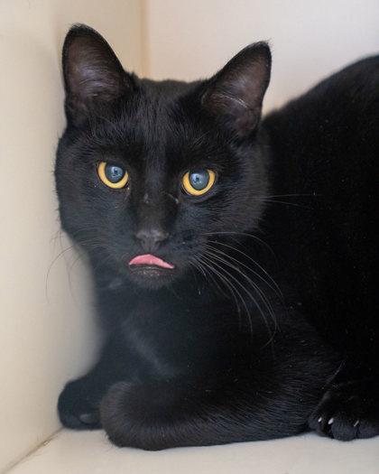Rothbart, Adoptable, Adult Male Domestic Short Hair & Domestic Short Hair.