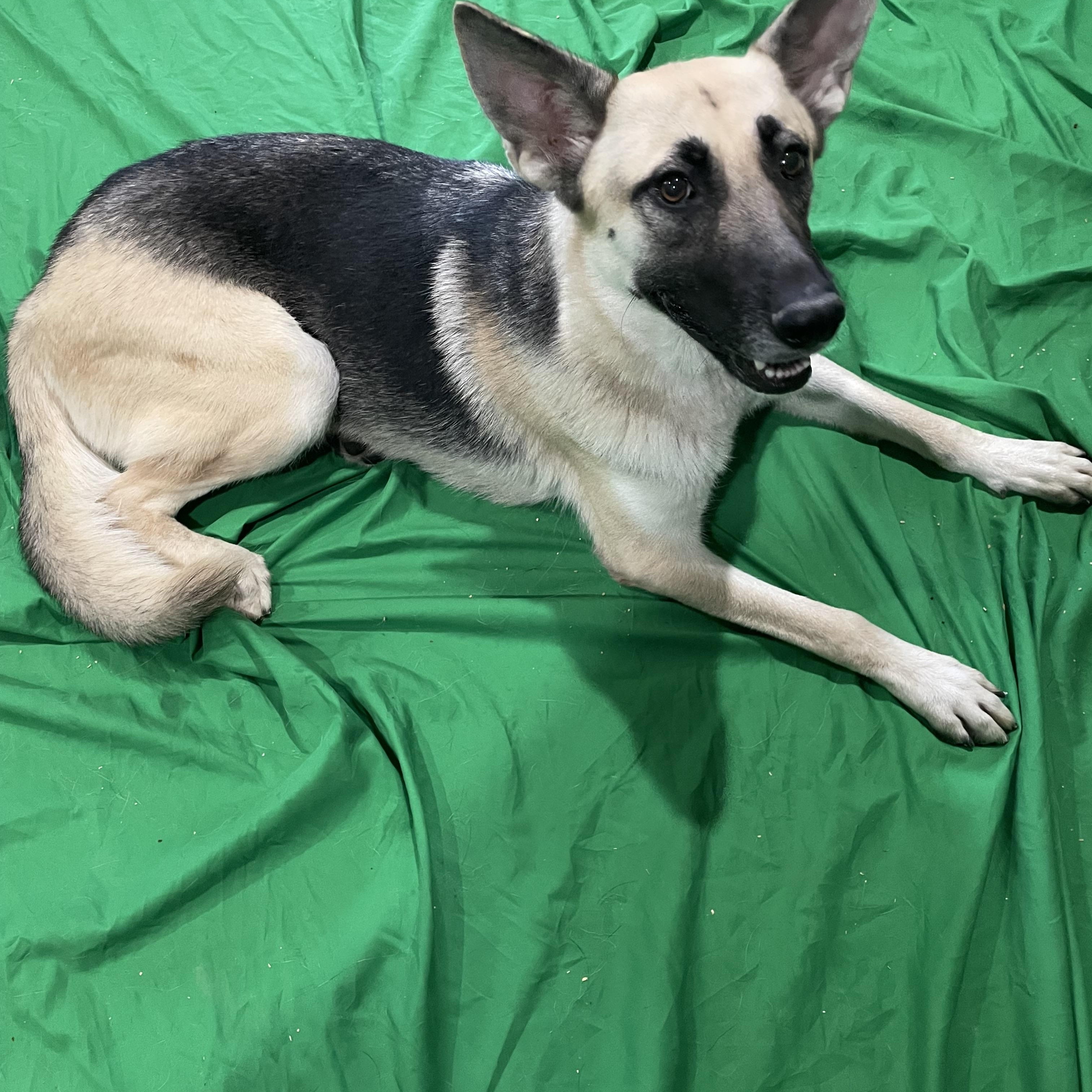 Enlarge Kenzie, a Adoptable German Shepherd Dog in Phoenix, AZ image 1/4