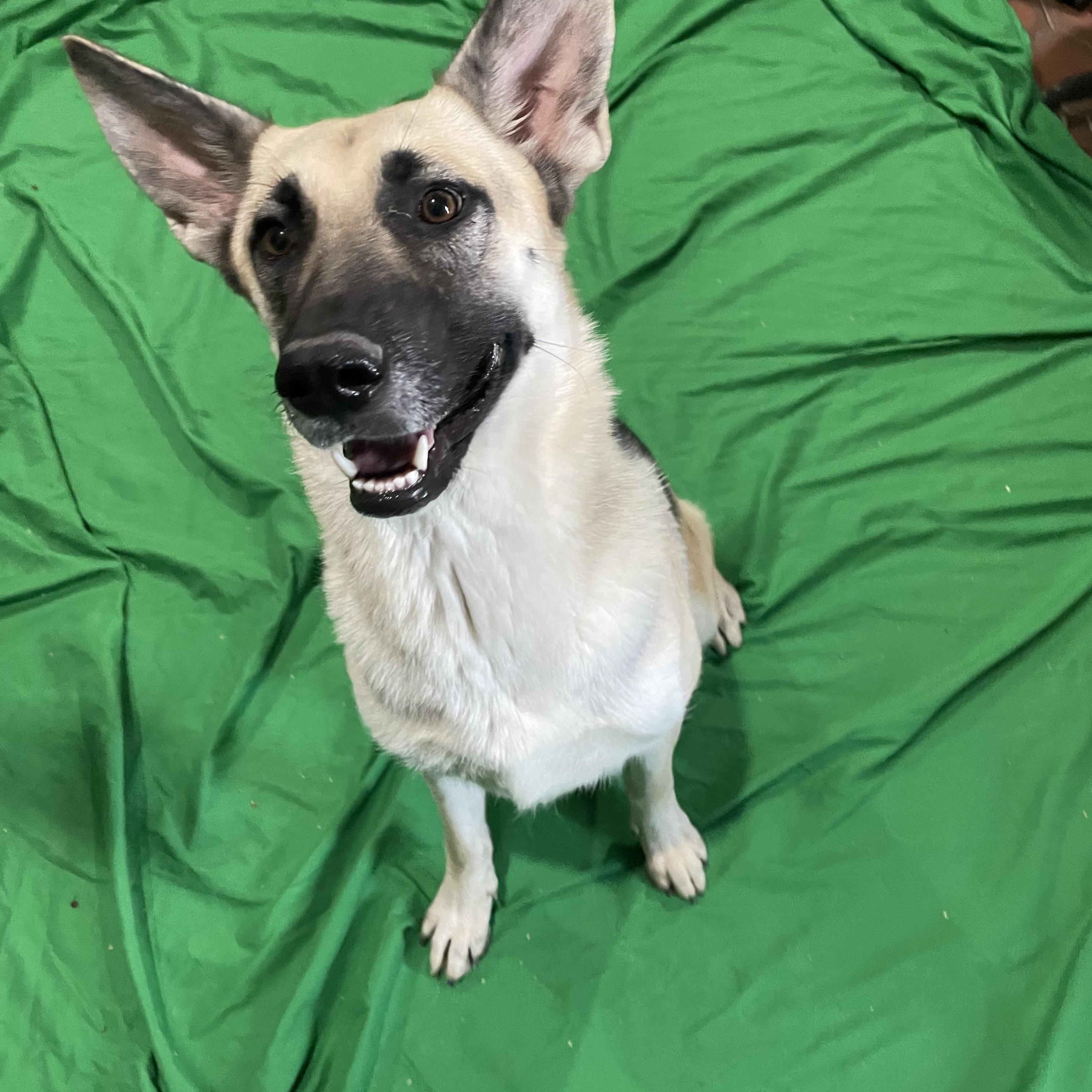 Kenzie, Adoptable, Adult Female German Shepherd Dog.