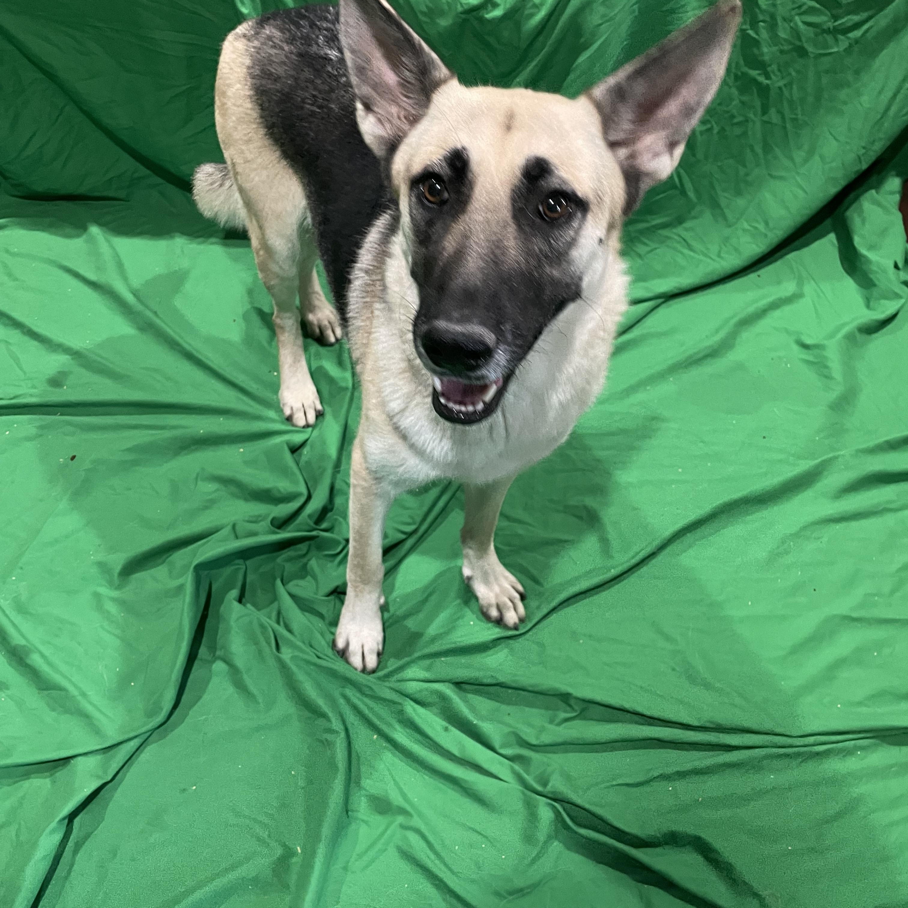 Enlarge Kenzie, a Adoptable German Shepherd Dog in Phoenix, AZ image 3/4