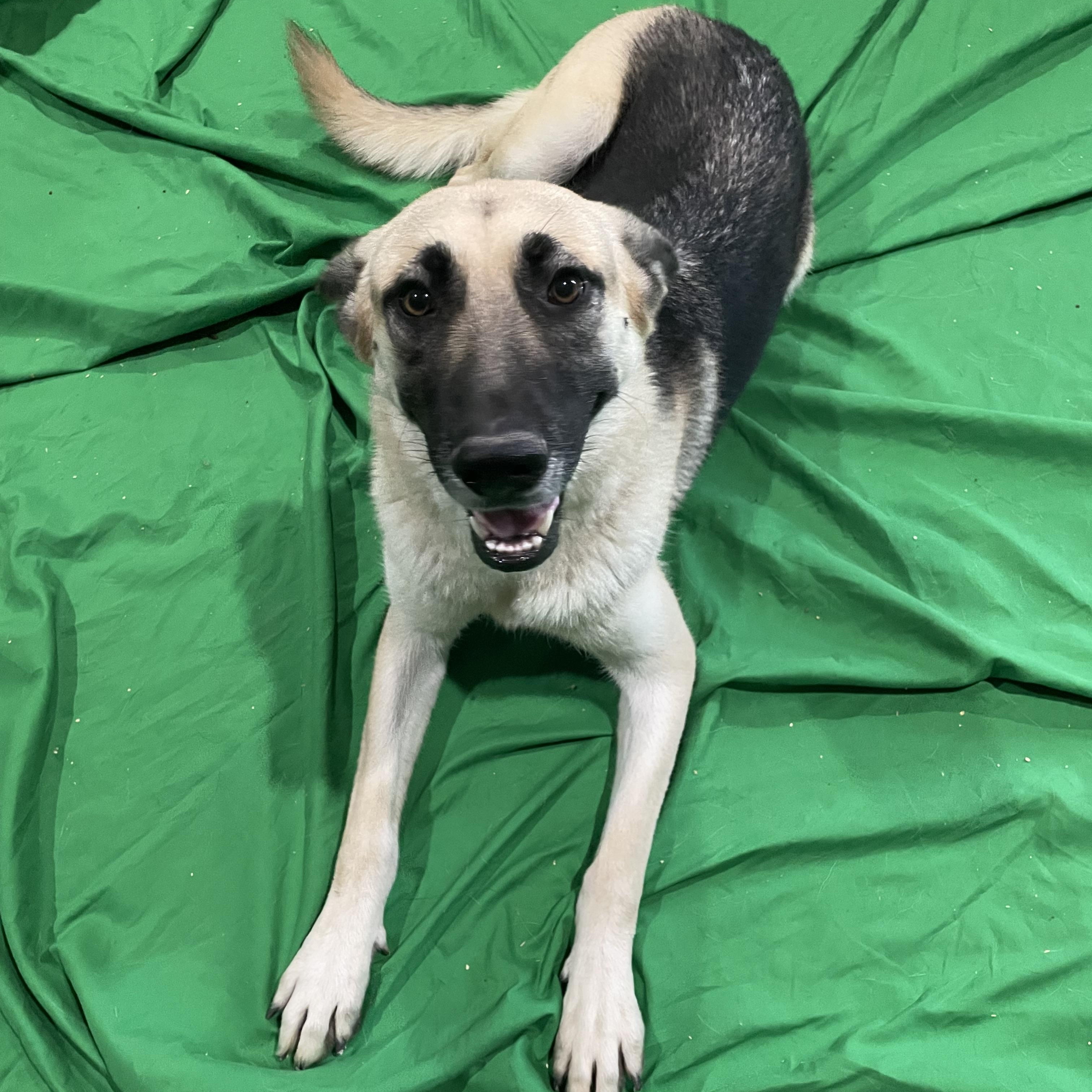 Enlarge Kenzie, a Adoptable German Shepherd Dog in Phoenix, AZ image 4/4