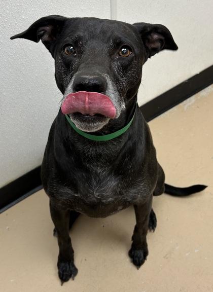 Enlarge Nyx, a Adoptable mixed breed in Phoenix, AZ image 1/3