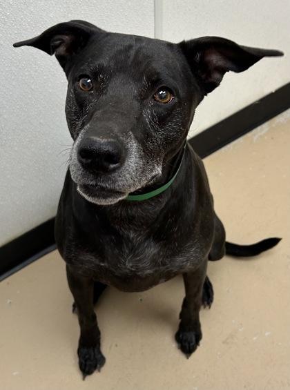Enlarge Nyx, a Adoptable mixed breed in Phoenix, AZ image 2/3