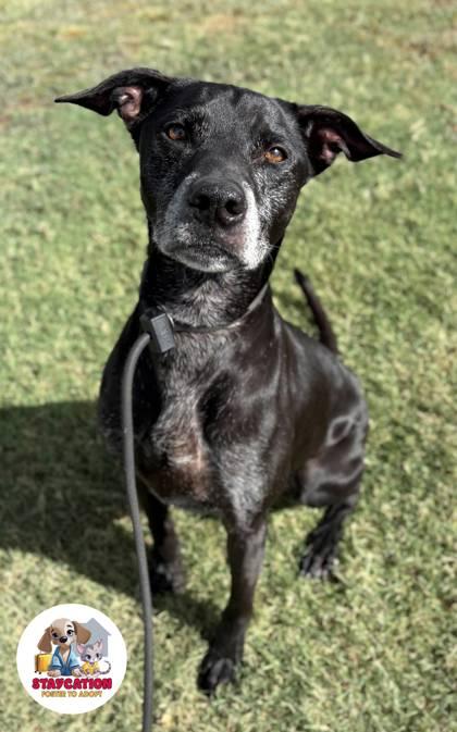 Enlarge Nyx, a Adoptable mixed breed in Phoenix, AZ image 3/3
