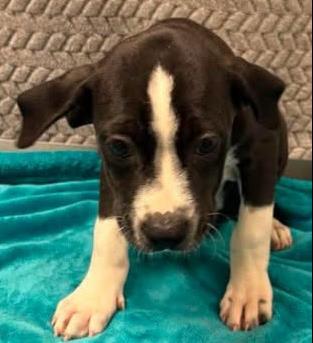 Chicken Buscuit, Adoptable, Puppy Female Mixed Breed & Mixed Breed.