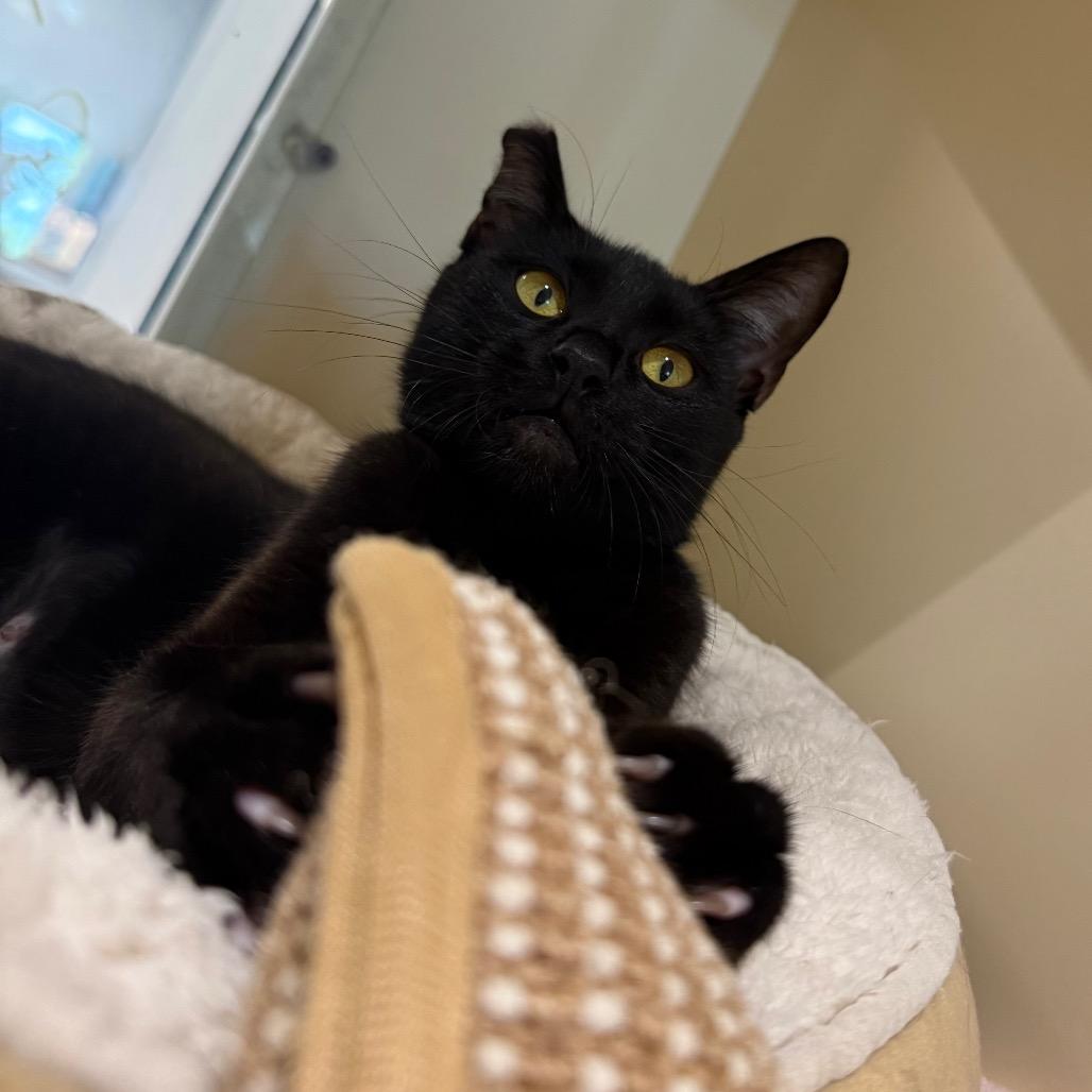 Enlarge Samara, a Adoptable Domestic Short Hair in Sarasota, FL image 1/6
