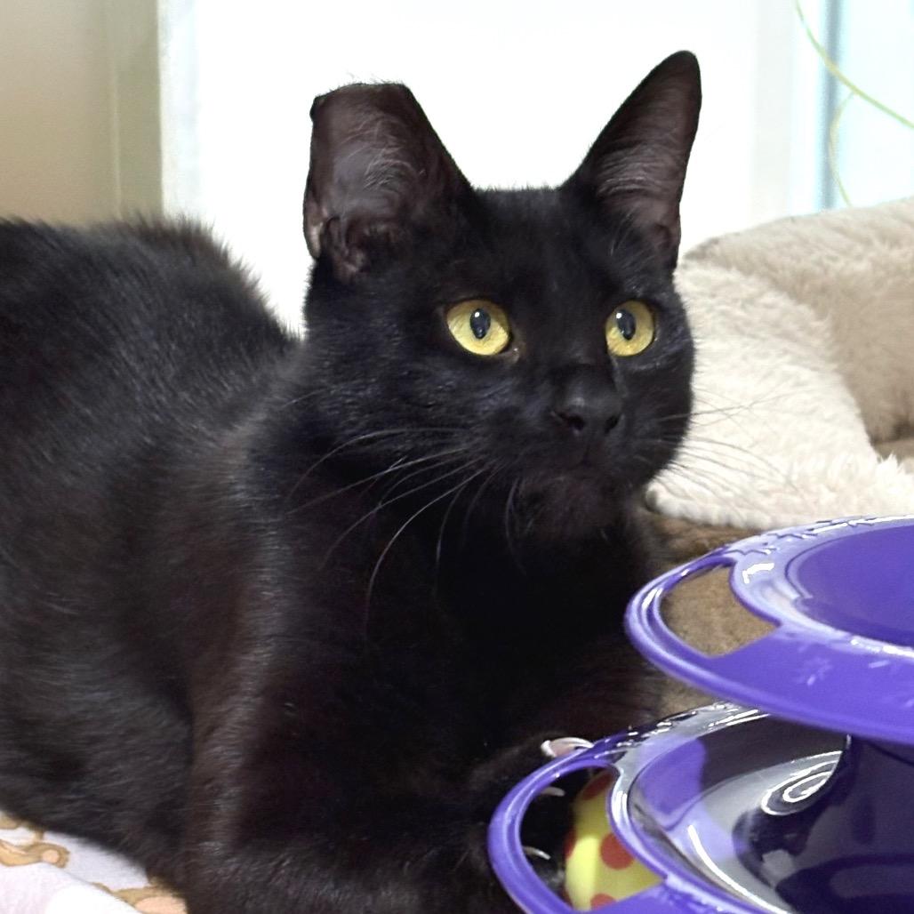 Enlarge Samara, a Adoptable Domestic Short Hair in Sarasota, FL image 2/6