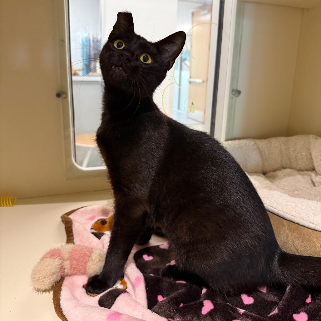 Enlarge Samara, a Adoptable Domestic Short Hair in Sarasota, FL image 3/6