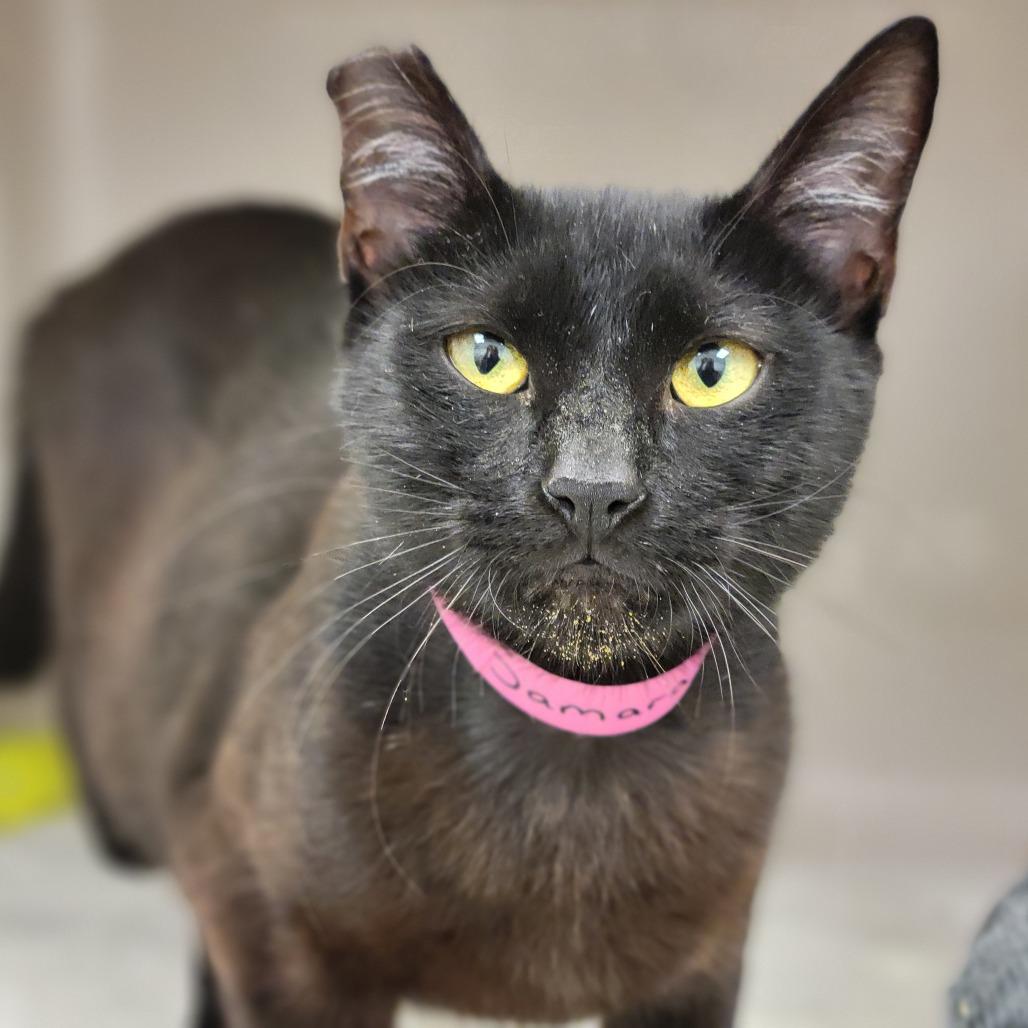 Enlarge Samara, a Adoptable Domestic Short Hair in Sarasota, FL image 4/6