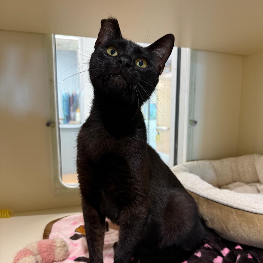 Enlarge Samara, a Adoptable Domestic Short Hair in Sarasota, FL image 5/6