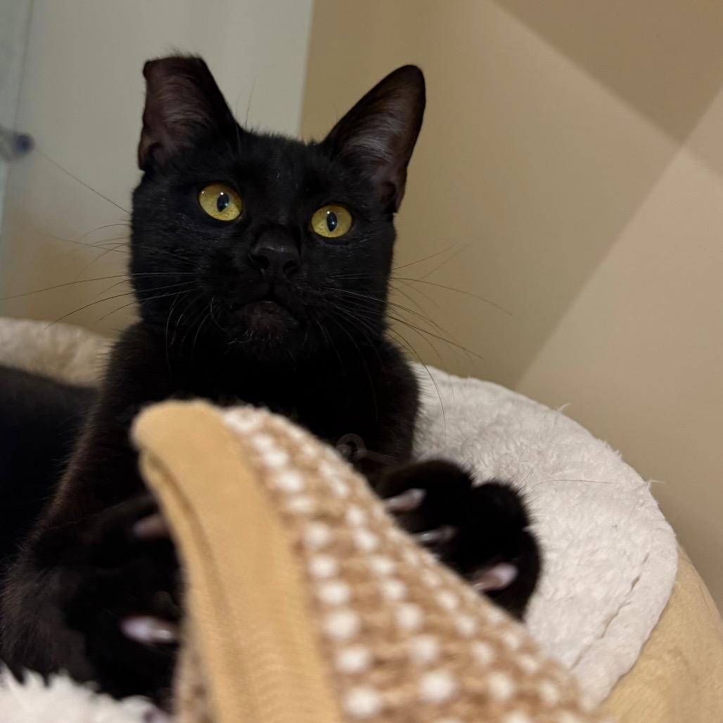 Enlarge Samara, a Adoptable Domestic Short Hair in Sarasota, FL image 6/6
