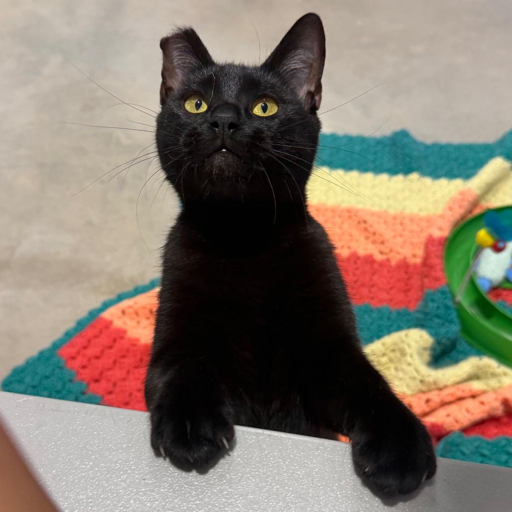 Samara, a Adoptable Domestic Short Hair in Sarasota, FL image 6/6