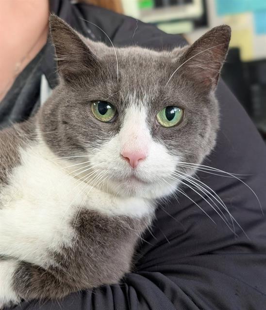 Enlarge JOANNE, a Adoptable Domestic Short Hair in Canfield, OH image 1/1