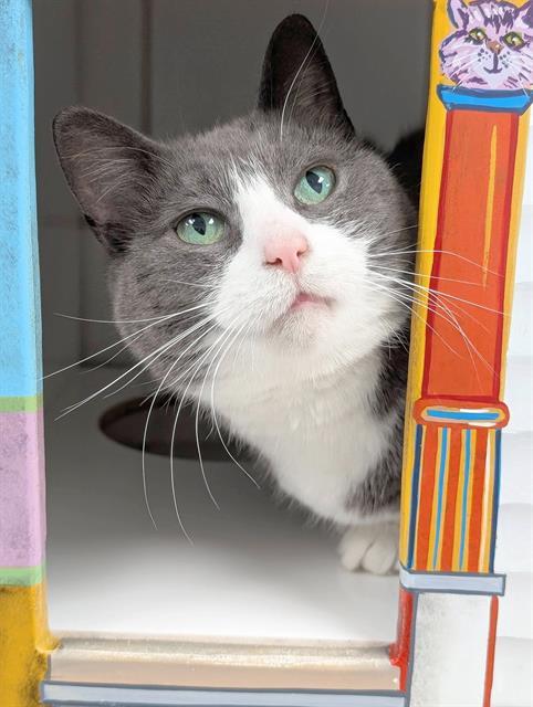 JOANNE, Adoptable, Adult Female Domestic Short Hair.