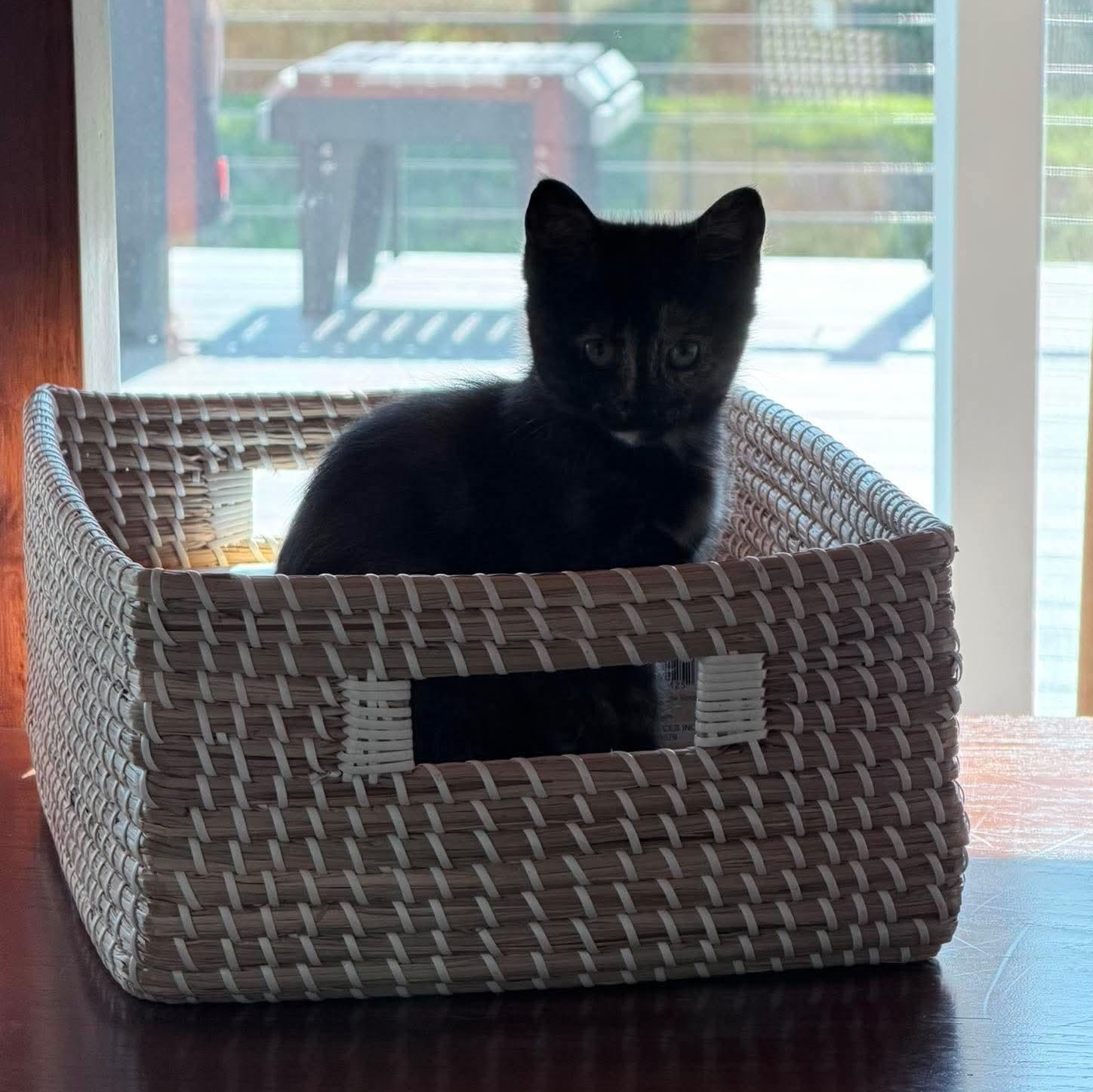 Enlarge Zara, an adopted Tortoiseshell in Fairborn, OH image 5/5