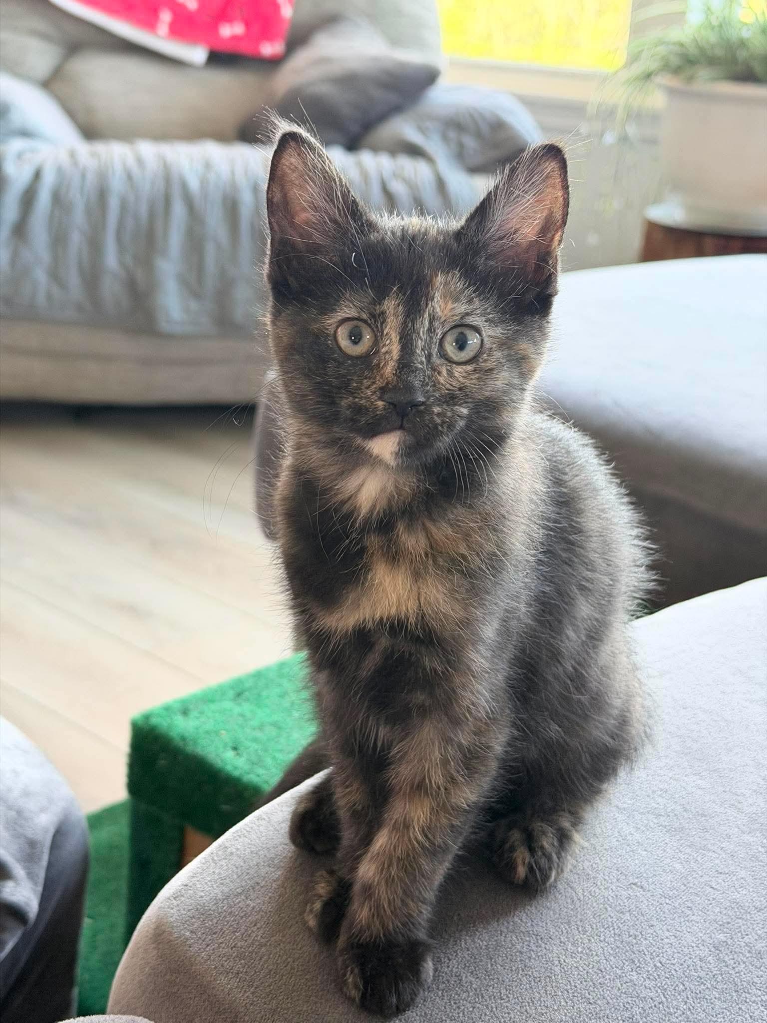 Enlarge Zara, an adopted Tortoiseshell in Fairborn, OH image 4/5