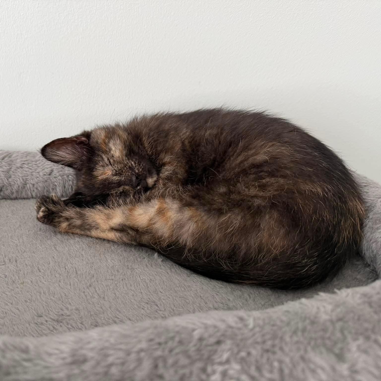 Enlarge Zara, an adopted Tortoiseshell in Fairborn, OH image 2/5