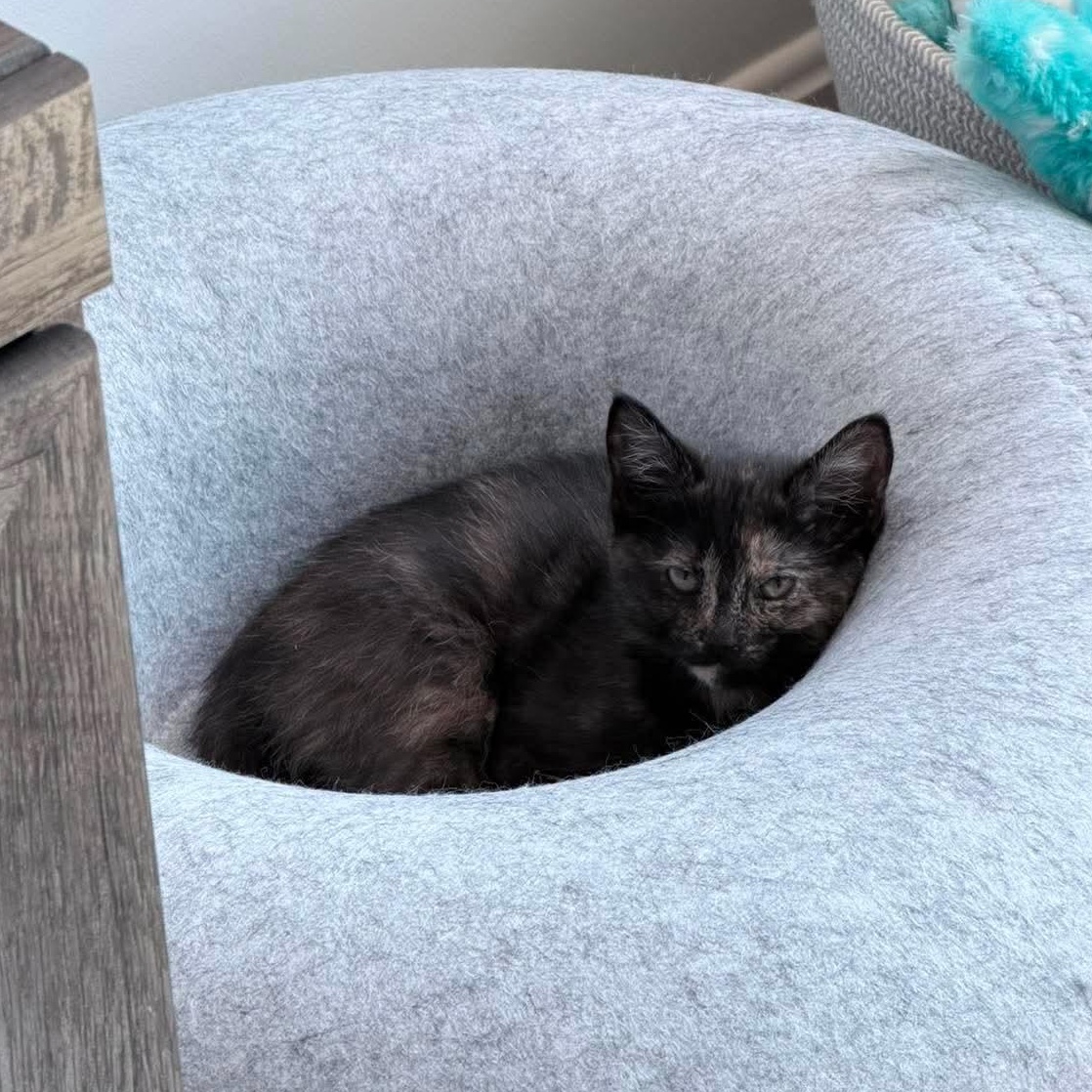 Enlarge Zara, an adopted Tortoiseshell in Fairborn, OH image 3/5