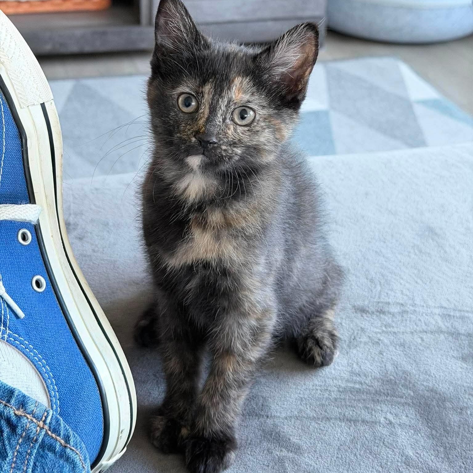 Zara, adopted, Kitten Female Tortoiseshell.