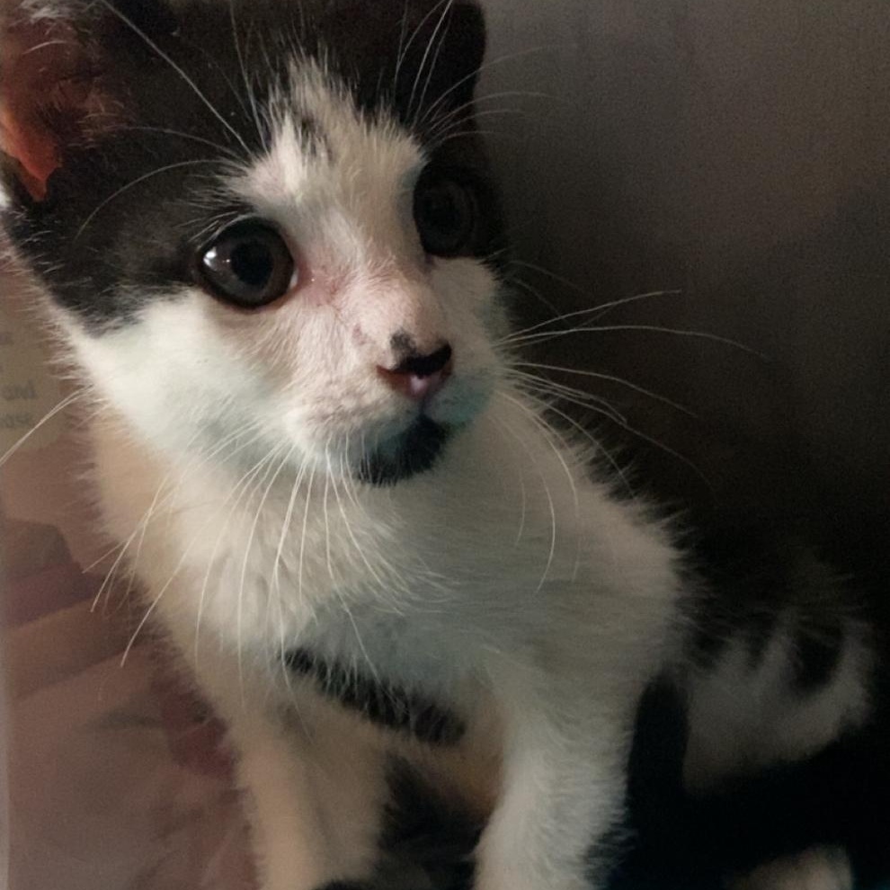 Odin, Baby Male Domestic Short Hair