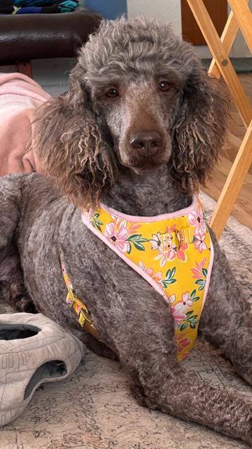 Enlarge Rhythm, a Adoptable Poodle in Boone, CO image 1/1