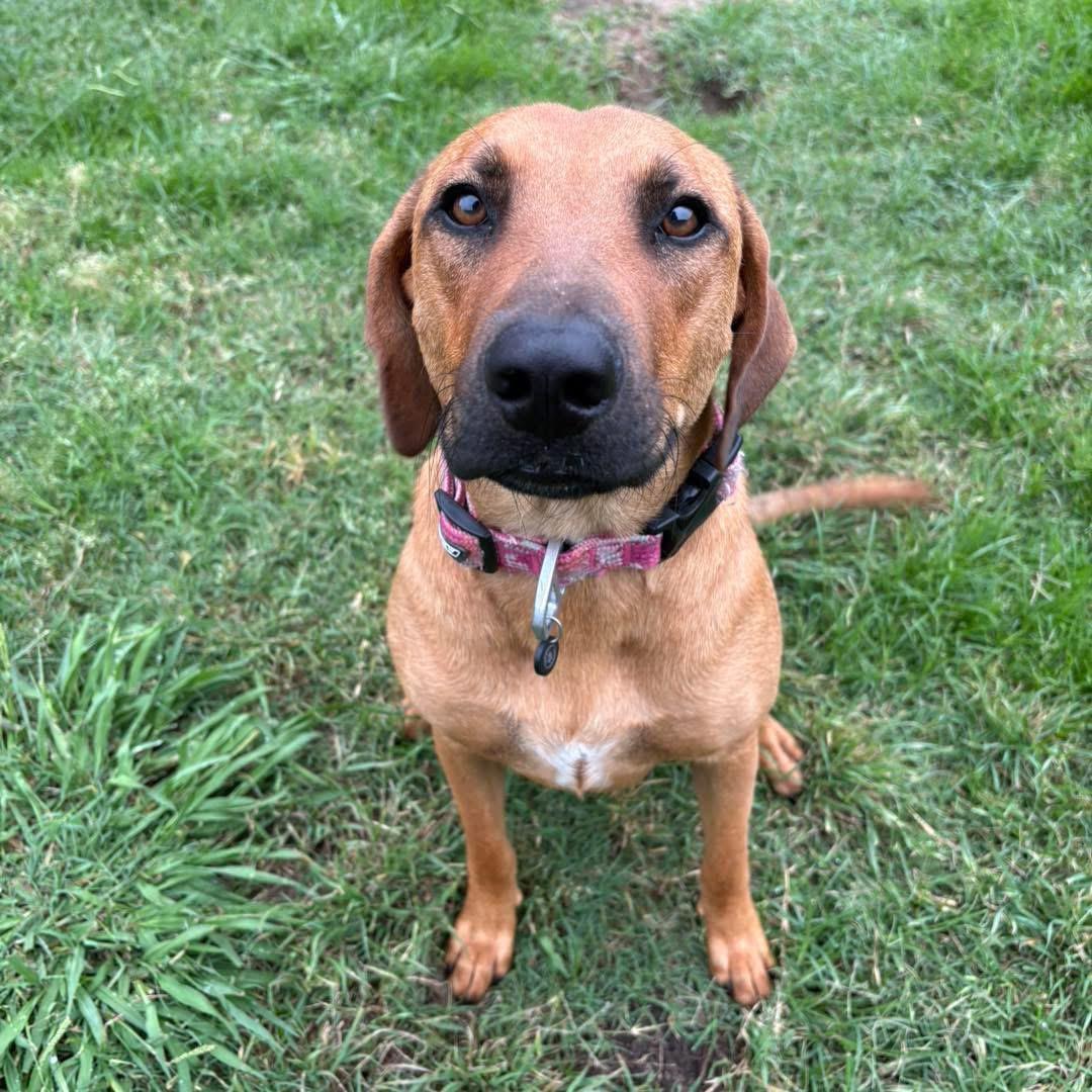 Enlarge Blossom, an adopted Black Mouth Cur in Bryan, TX image 1/1