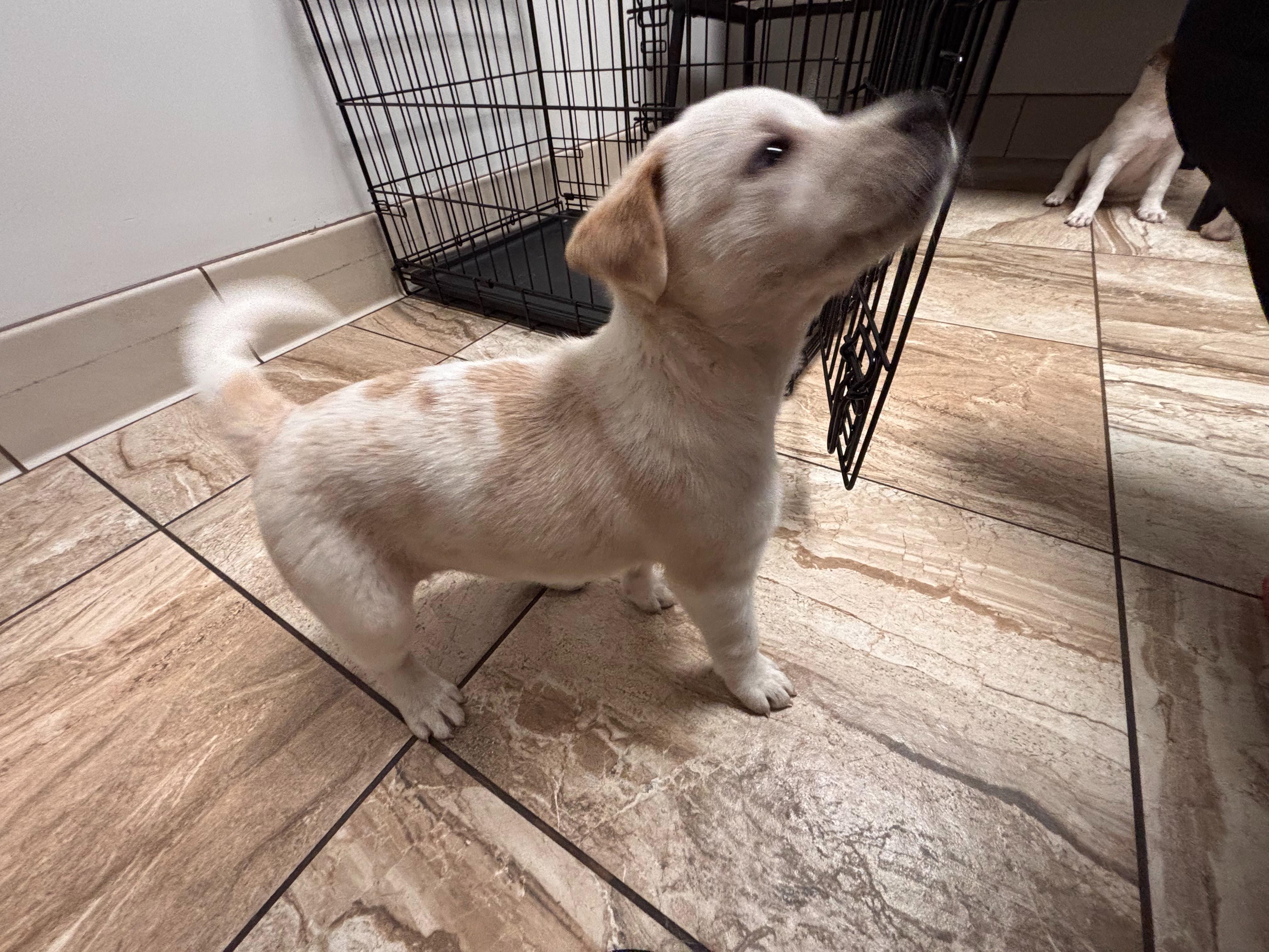 Enlarge Franny, an adopted mixed breed in Pflugerville, TX image 3/3