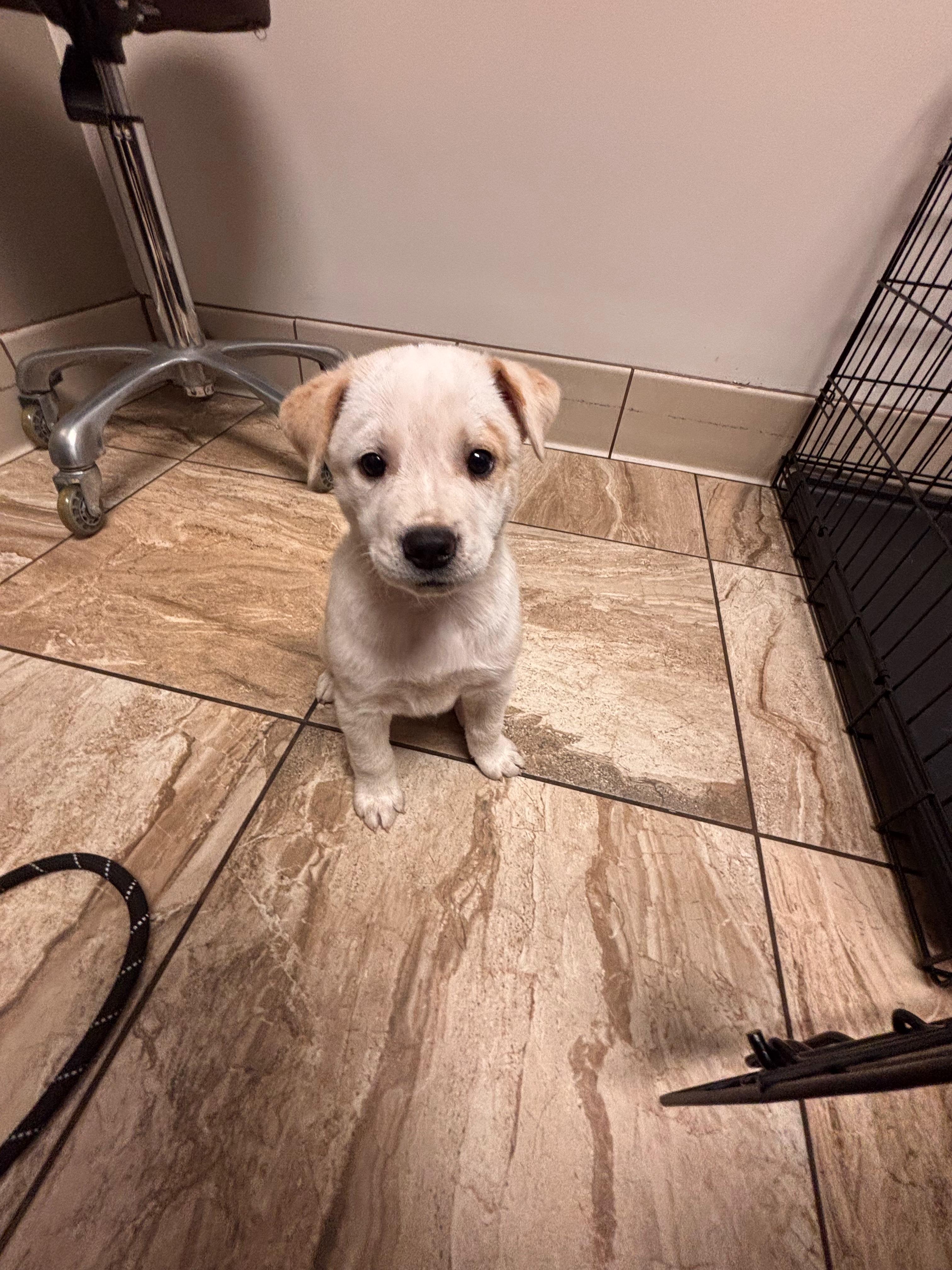 Enlarge Franny, an adopted mixed breed in Pflugerville, TX image 2/3