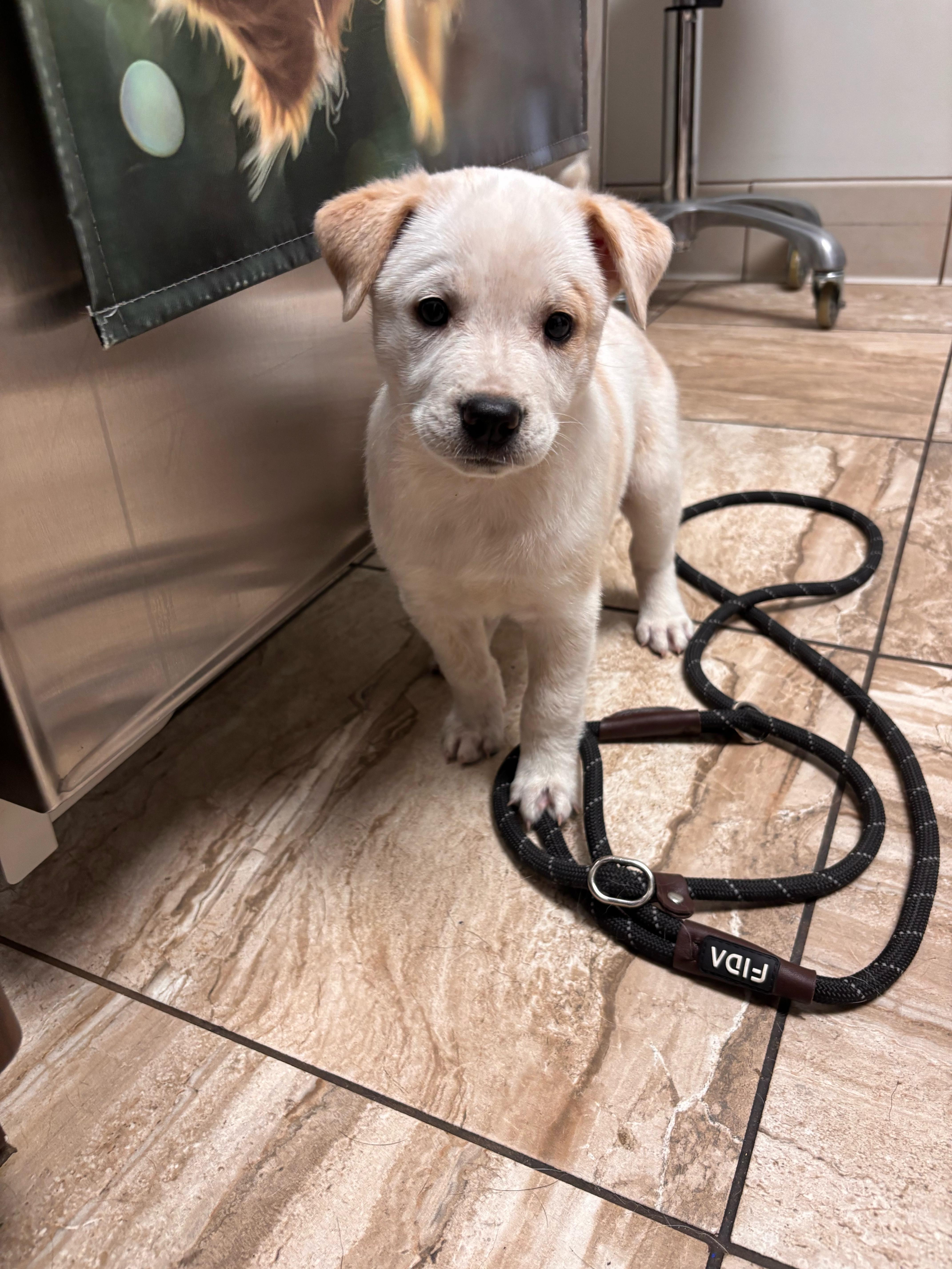 Enlarge Franny, an adopted mixed breed in Pflugerville, TX image 1/3