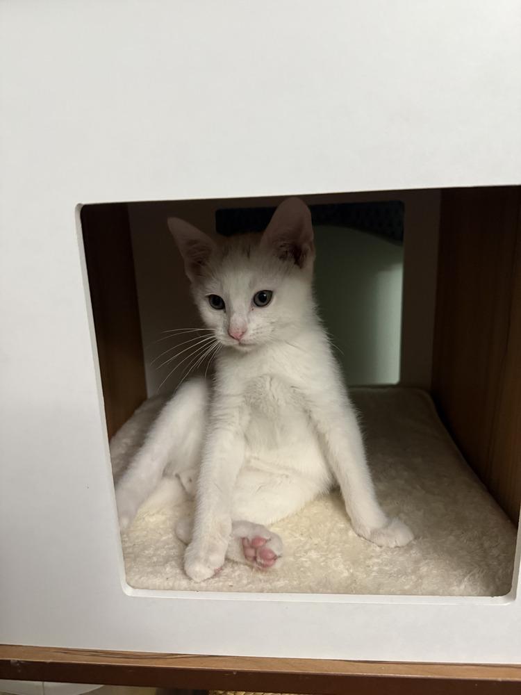 Artic   WC 1132, Adoptable, Kitten Male Domestic Short Hair.