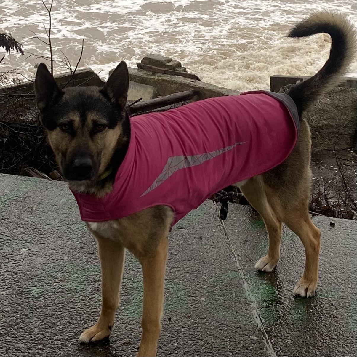 Enlarge Buddy, a Adoptable German Shepherd Dog in Petaluma, CA image 2/6