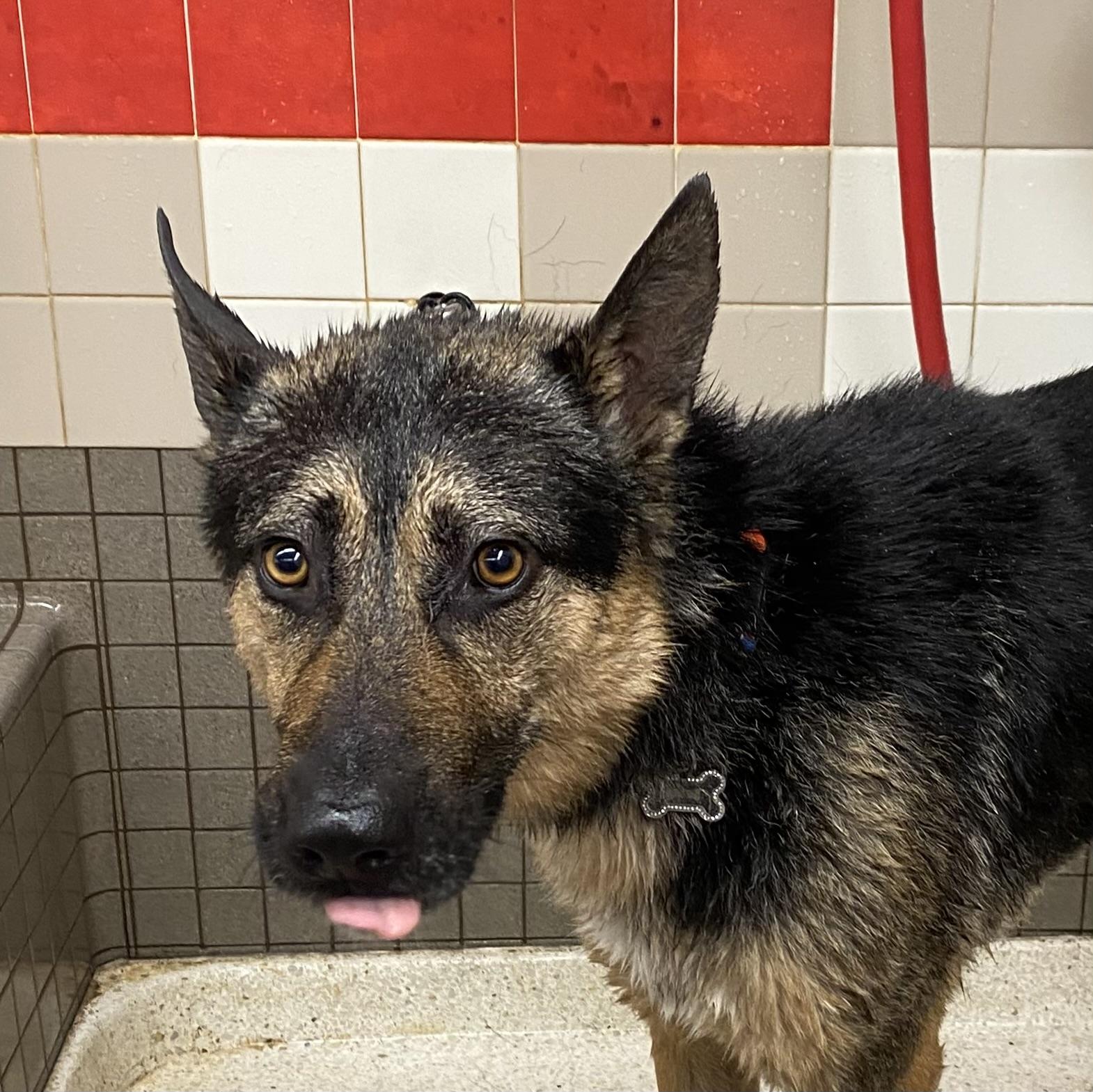Enlarge Buddy, a Adoptable German Shepherd Dog in Petaluma, CA image 3/6