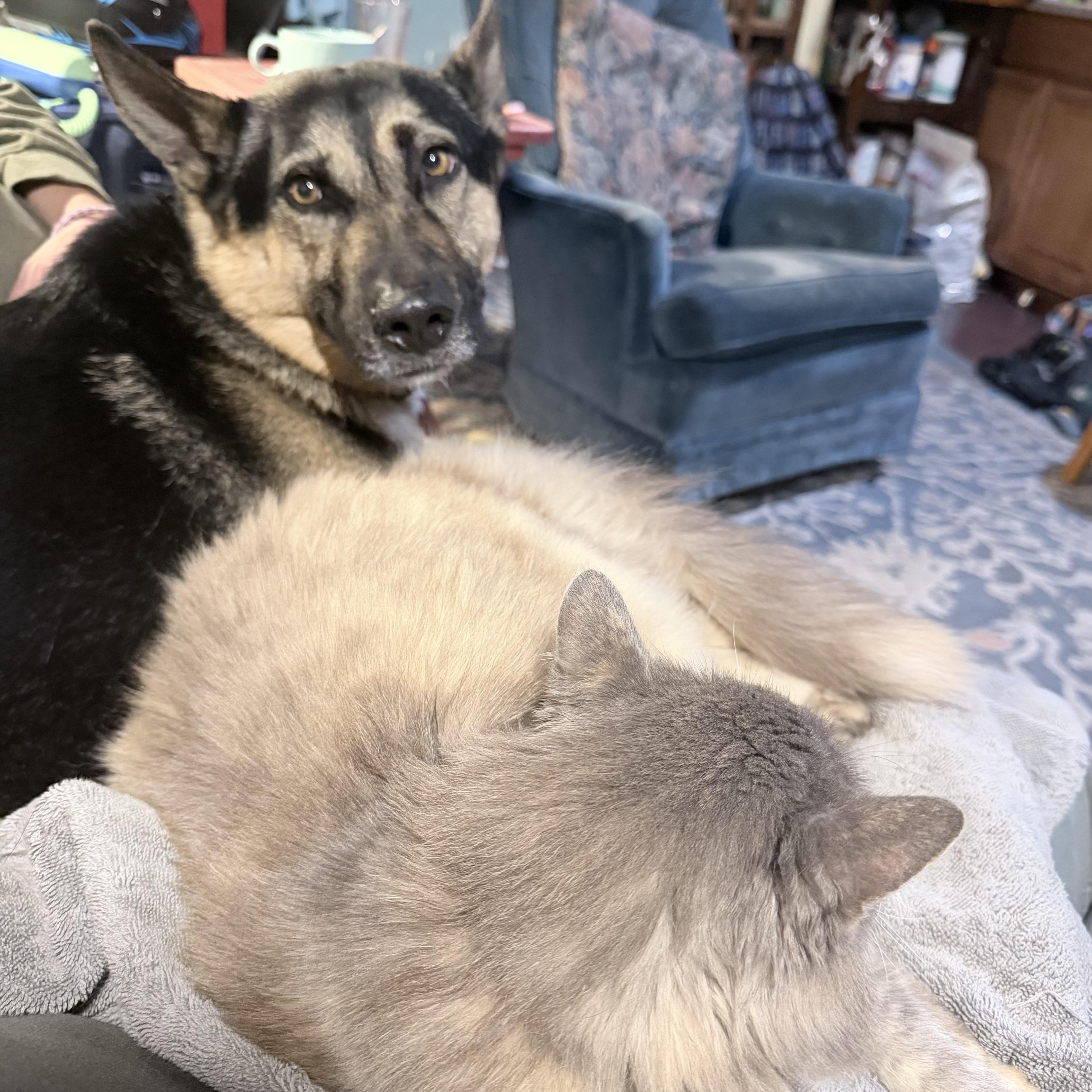 Enlarge Buddy, a Adoptable German Shepherd Dog in Petaluma, CA image 6/6