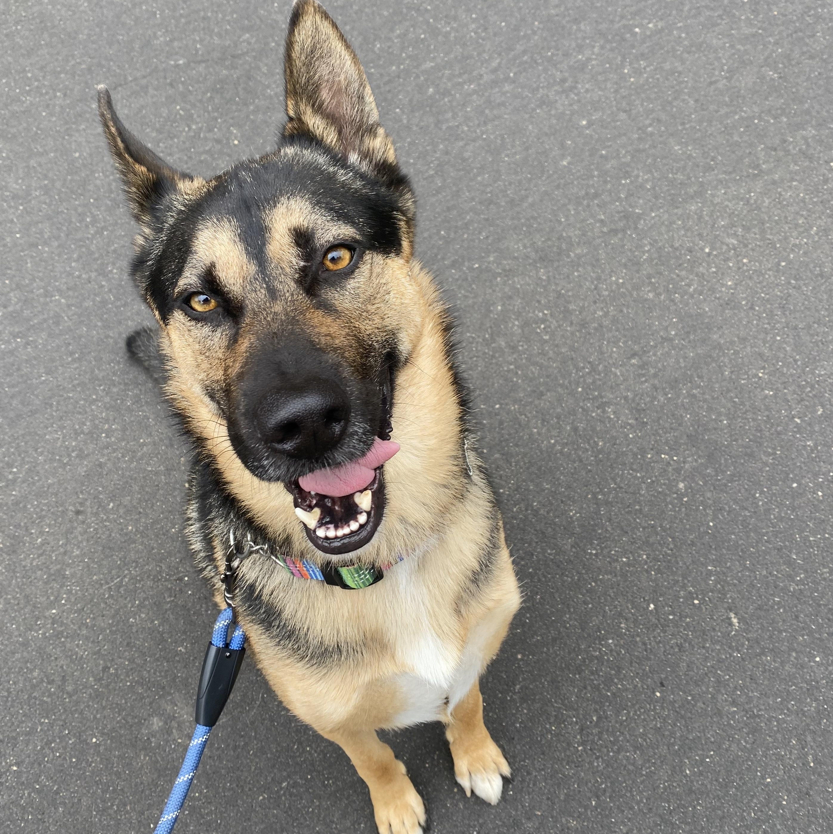 Buddy, Adoptable, Young Male German Shepherd Dog.