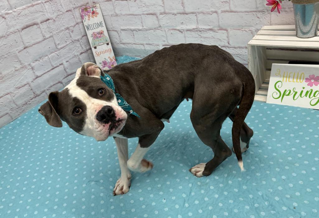 Octavia, Adoptable, Adult Female Mixed Breed.