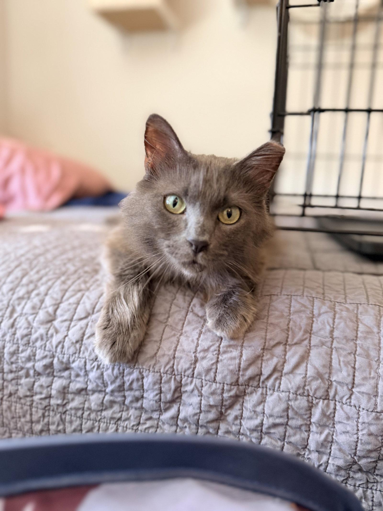 Filibuster, Adoptable, Young Female Nebelung.